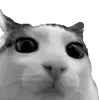 cat hm