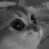 cat love