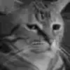 cat angry